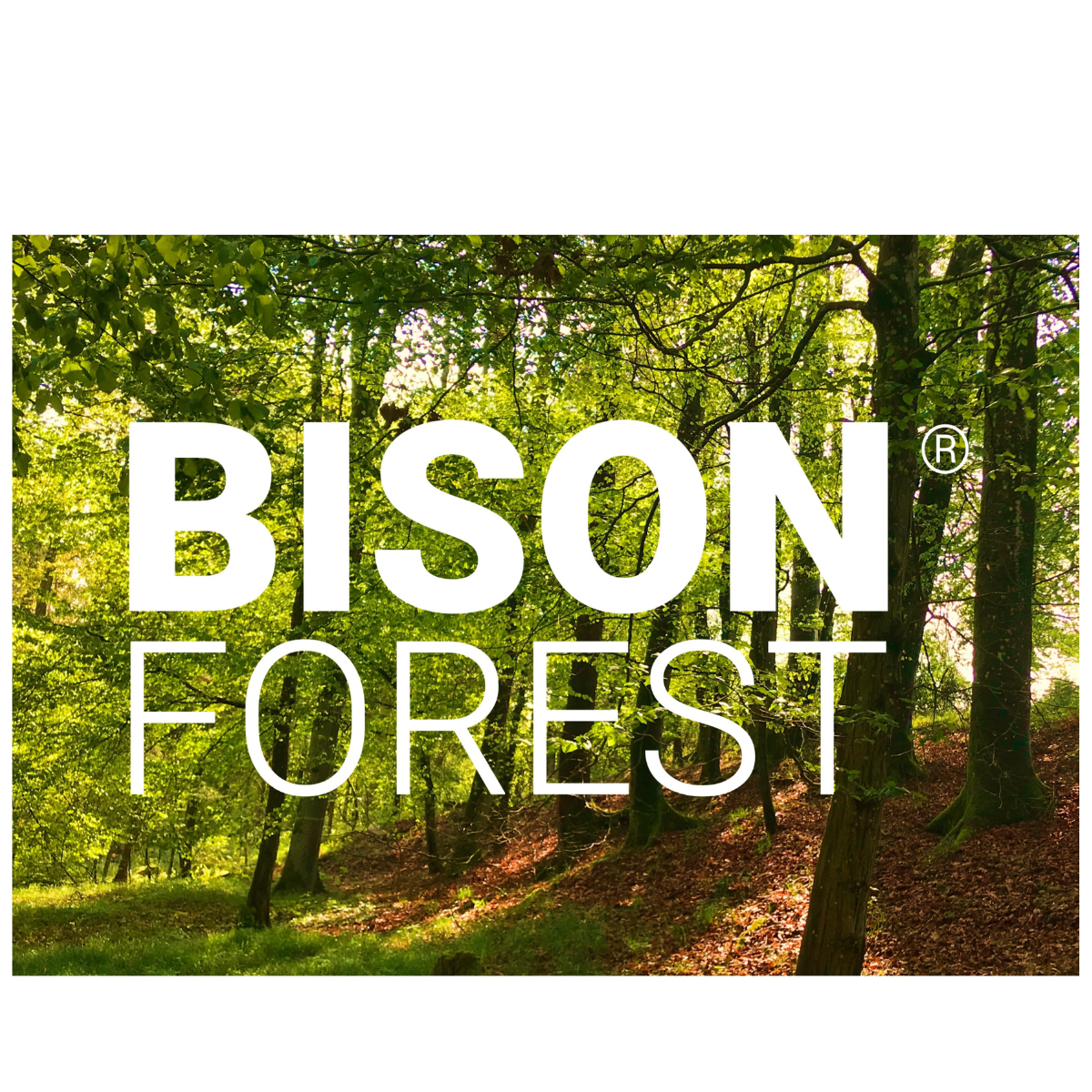 Bison Forest